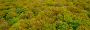 Groupement forestier